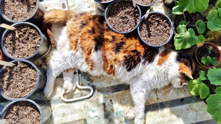 One of the Gunby cats, called Committee, laid out around plant pots inside the greenhouse.